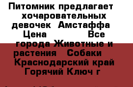Питомник предлагает 2-хочаровательных девочек  Амстаффа › Цена ­ 25 000 - Все города Животные и растения » Собаки   . Краснодарский край,Горячий Ключ г.